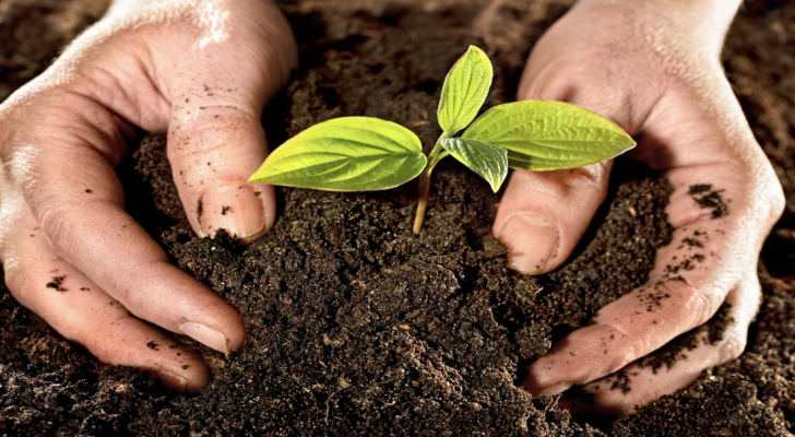 كيف تستخدم قشور البيض وبقايا القهوة في حديقتك؟